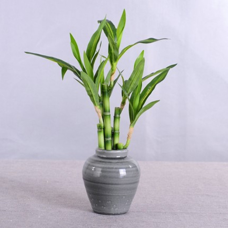 새로운 40cm 인조 행운나무 다육식물 가짜 꽃 녹색  - Aquarium Marine Tank 리뷰 및 가격