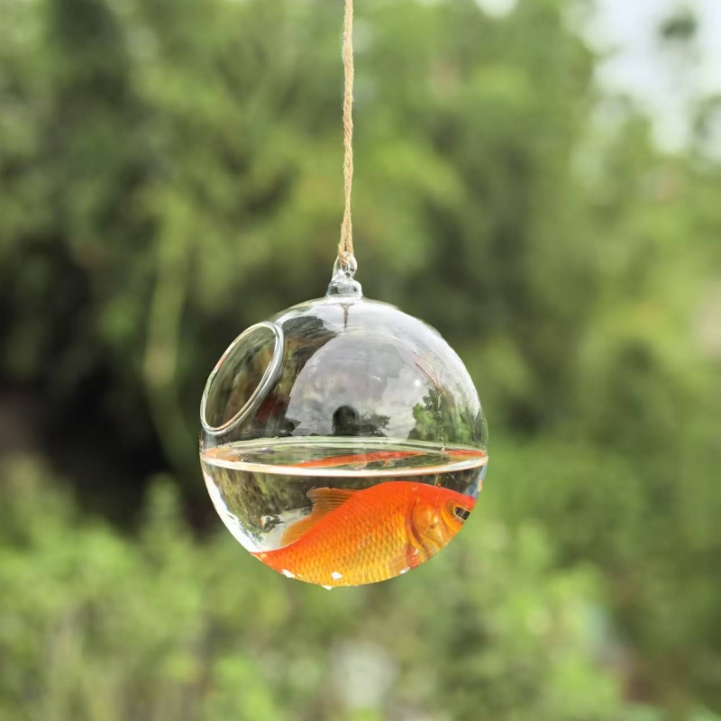 작은 포장 직경=10cm 12cm 15cm 20cm 투 - Aquarium & Marine Museum 리뷰 및 가격